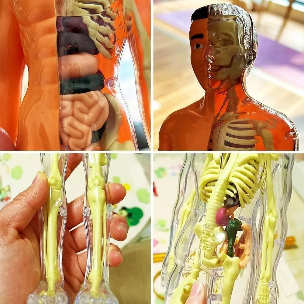 Human Body Assembly Toy
