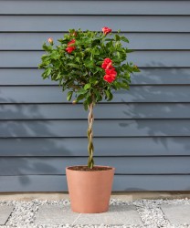 Buy Hibiscus Plants Online: Care Guide for Lush Blooms