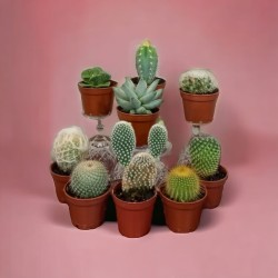 Assorted Cacti