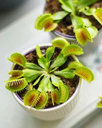 Venus Fly Trap