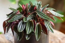 Peperomia Rosso