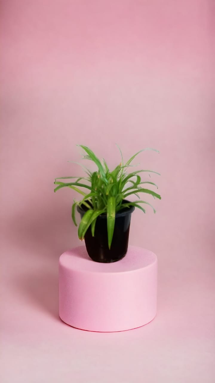 Ribbon Plant or Spider plant