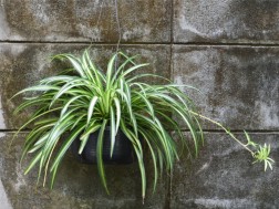 Ribbon Plant or  Spider plant