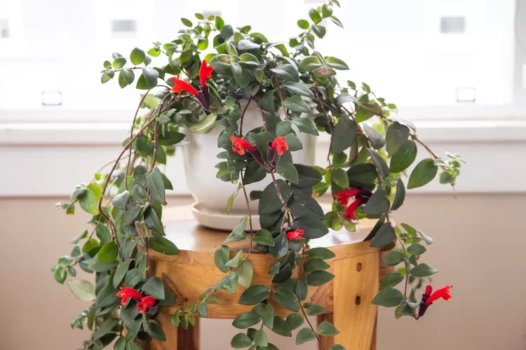 Lipstick Plant Red | How to Grow and Care for Lipstick Plant
