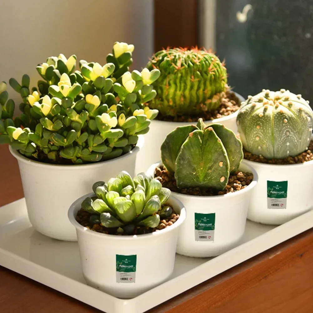 Color: Yellow, Sheet Size: Small - OIMG Plastic Round Thick Imitation Ceramic Household Indoor Planting Fleshy Green Fruit and Vegetable Resin Plastic Flower Pot