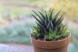 Haworthia Succulents- 10cm