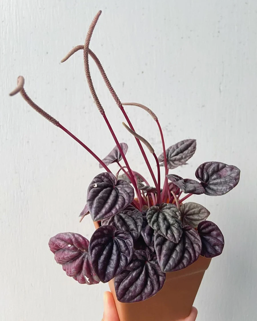 Peperomia Caperata (Rare Plants)