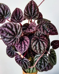 Peperomia Caperata (Rare Plants)