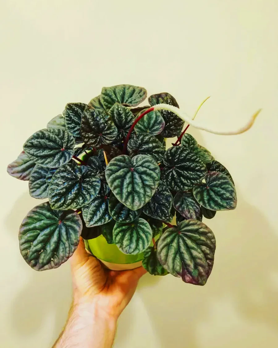 Peperomia Caperata (Rare Plants)