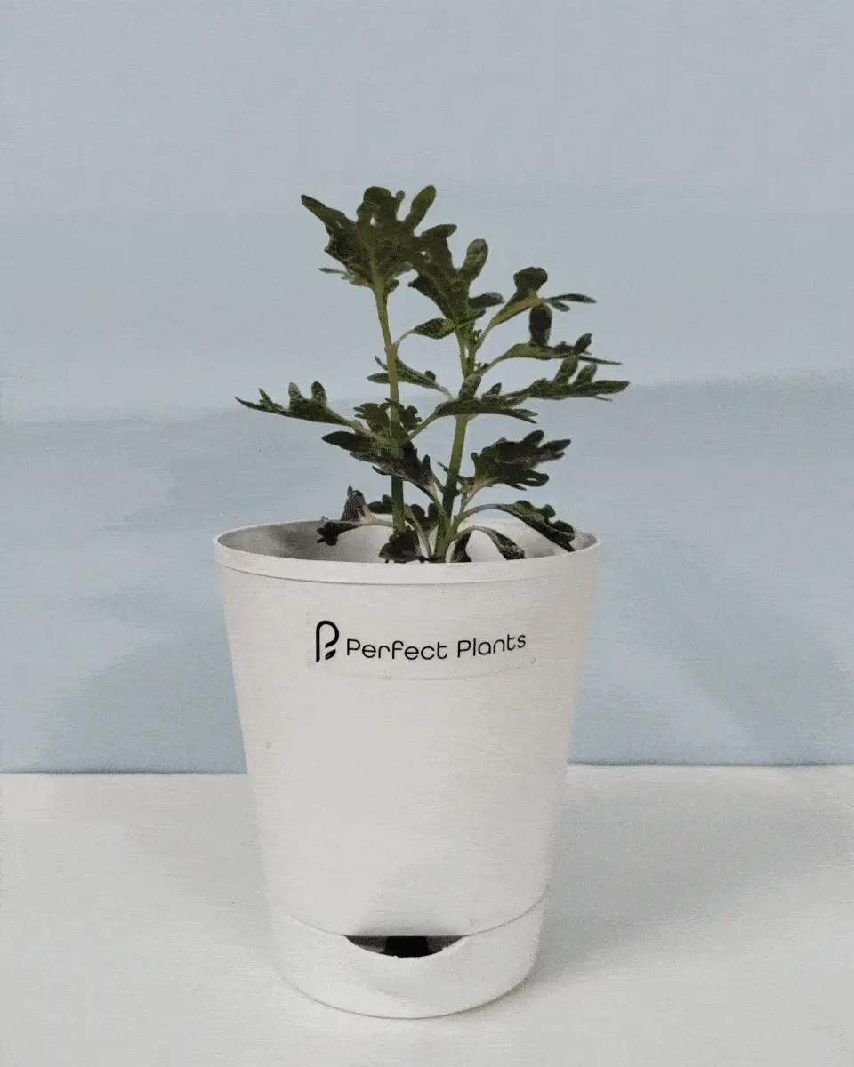 Peperomia Caperata (Rare Plants)