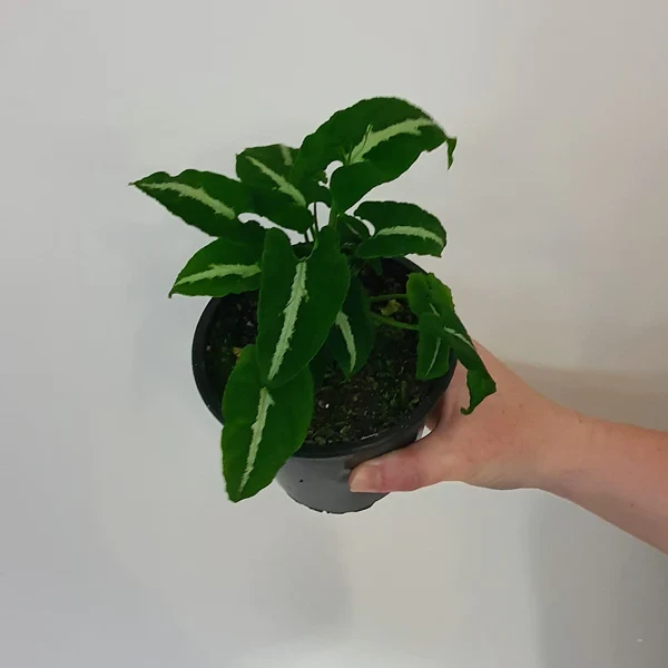 SYNGONIUM WENDLANDII Black Velvet | Indoor Plant