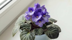 African Violets | Best African Violets in NZ