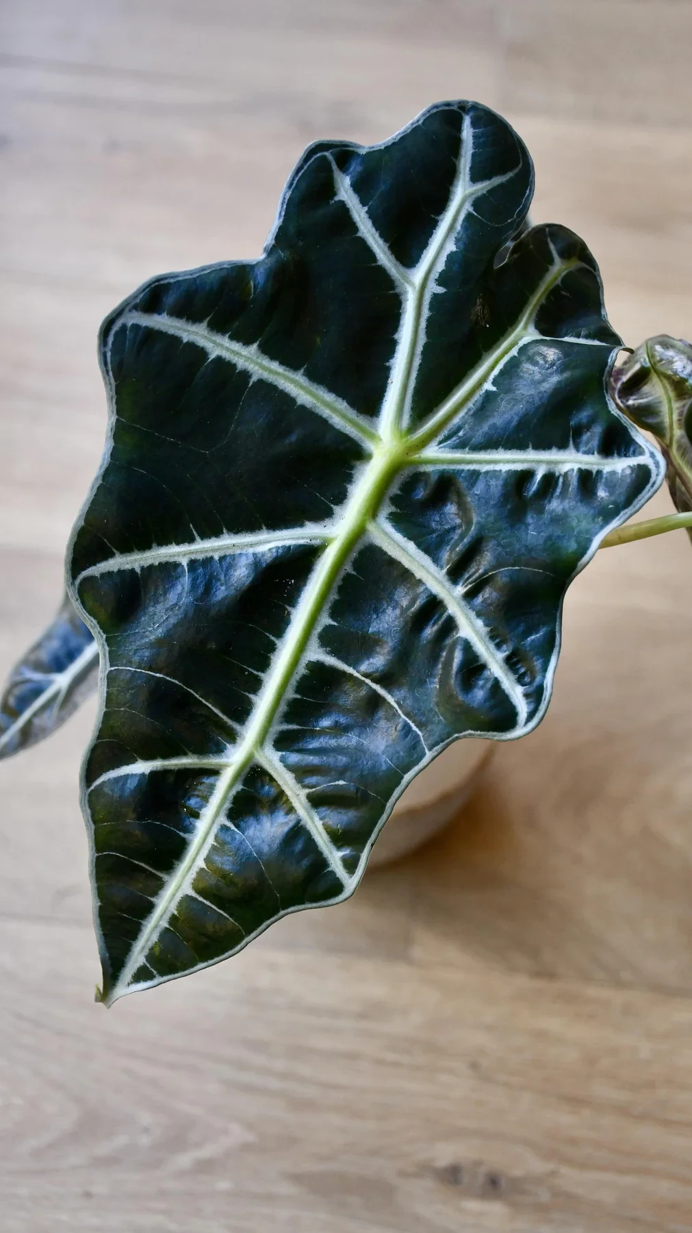 Alocasia Amazonica 'Alocasia Polly' | How to take care of your Alocasia