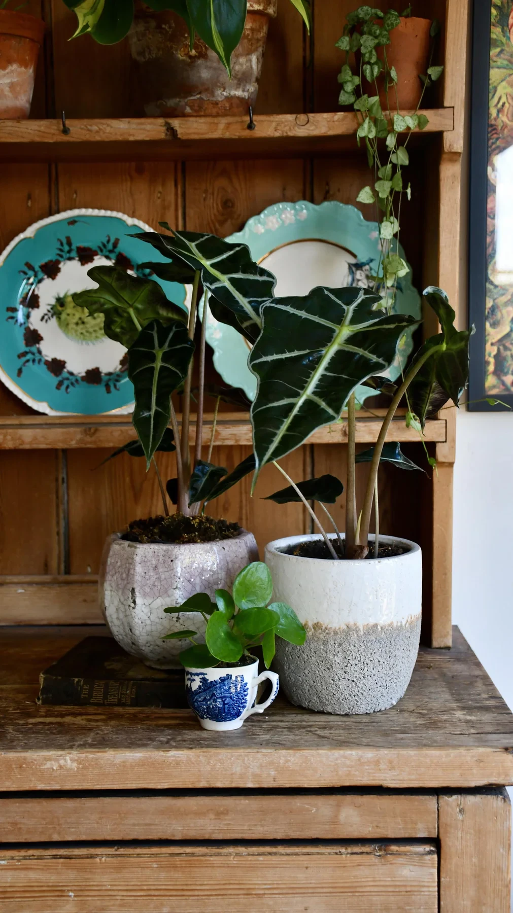 Alocasia Amazonica 'Alocasia Polly' | How to take care of your Alocasia