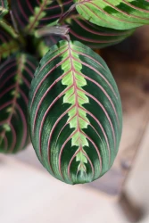 Prayer Plant | Maranta fascinator