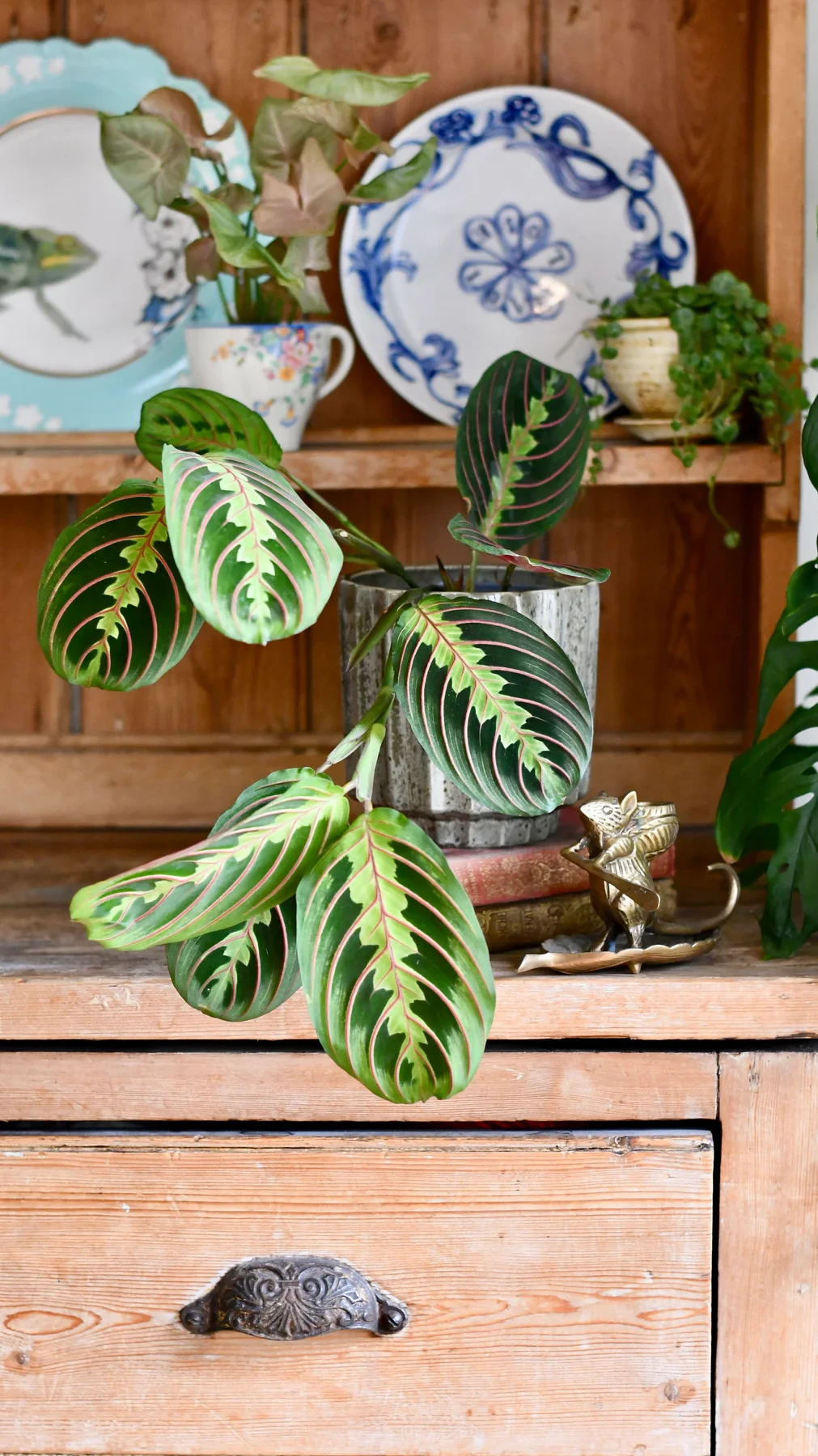 Prayer Plant | Maranta fascinator