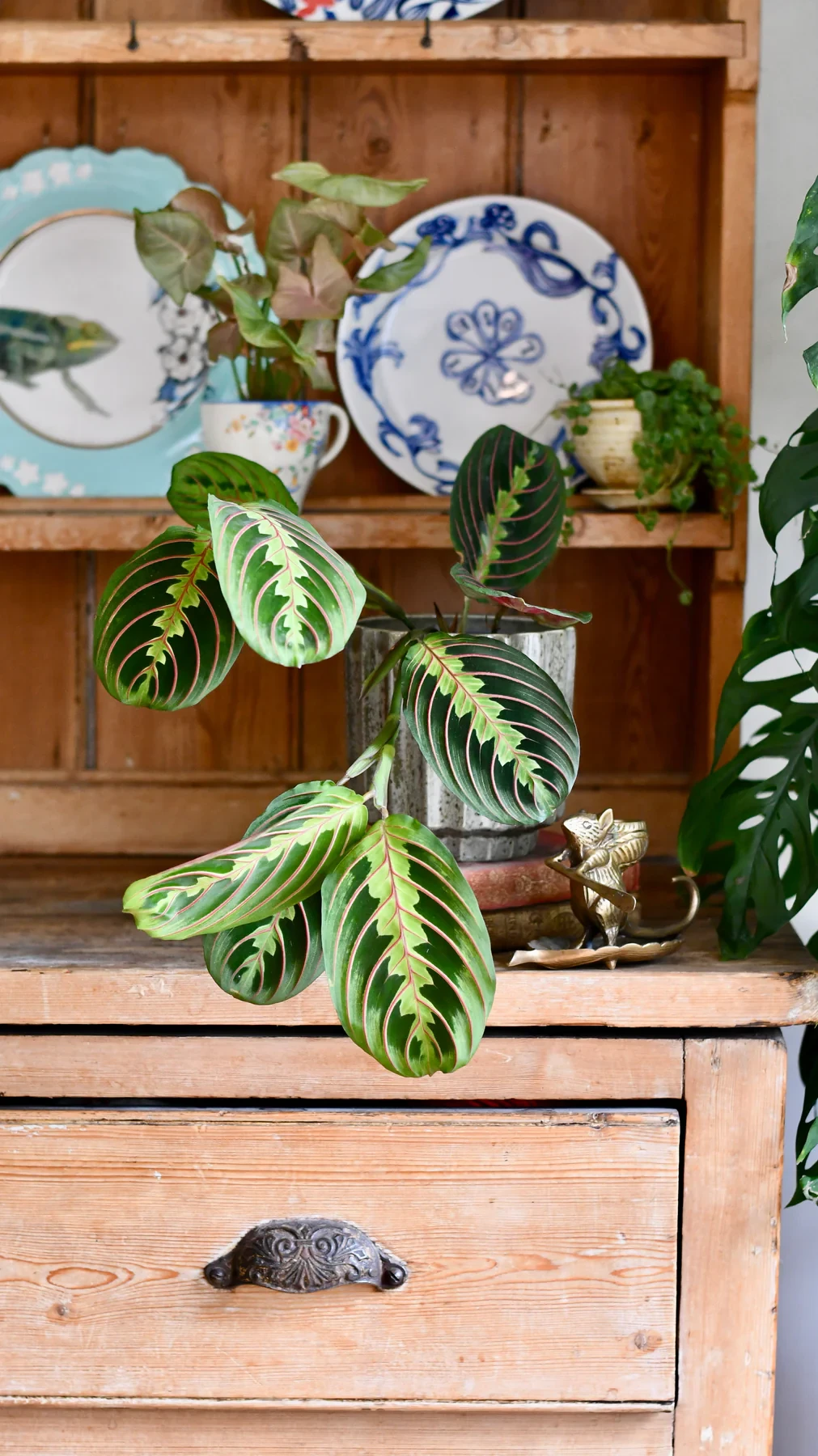 Prayer Plant | Maranta fascinator