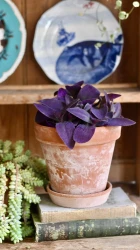 TRADESCANTIA PALLIDA 'PURPUREA' (PURPLE HEART)