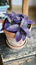 TRADESCANTIA PALLIDA 'PURPUREA' (PURPLE HEART)