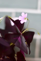 Sxalis triangularis (purple shamrock, false shamrock)