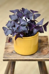 Sxalis triangularis (purple shamrock, false shamrock)