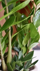 Zamioculcas zamiifolia | zz plant