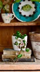 Baby peperomia pepperspot | string of coins, money plant | radiator plant | happy houseplants