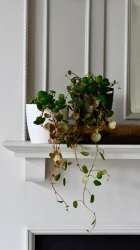 Baby peperomia pepperspot | string of coins, money plant | radiator plant | happy houseplants