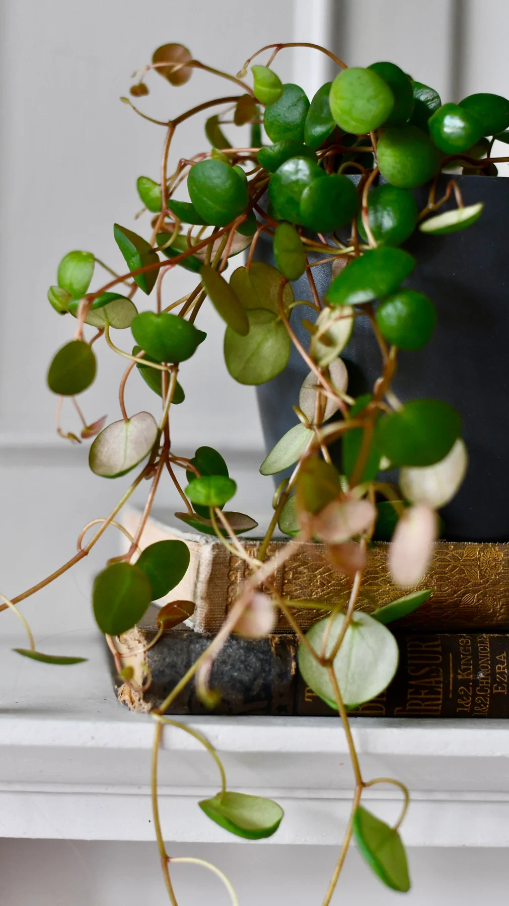 Baby peperomia pepperspot | string of coins, money plant | radiator plant | happy houseplants