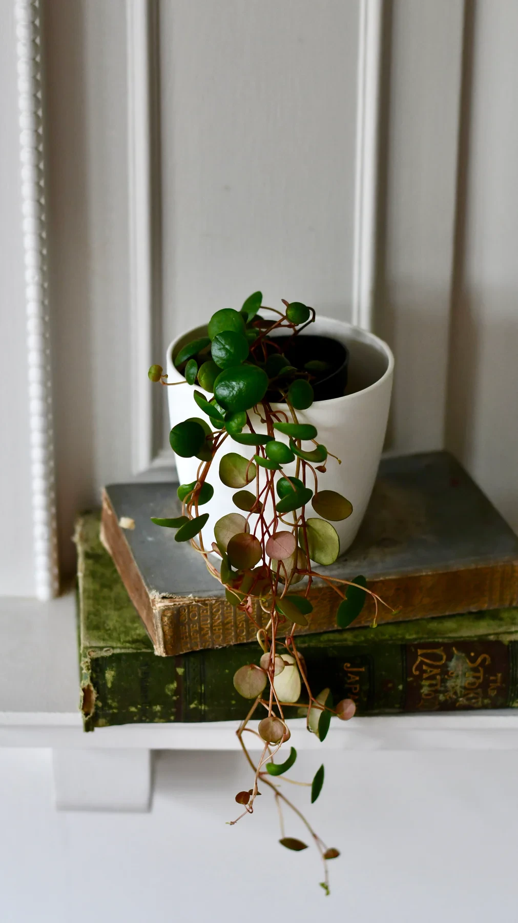 Baby peperomia pepperspot | string of coins, money plant | radiator plant | happy houseplants