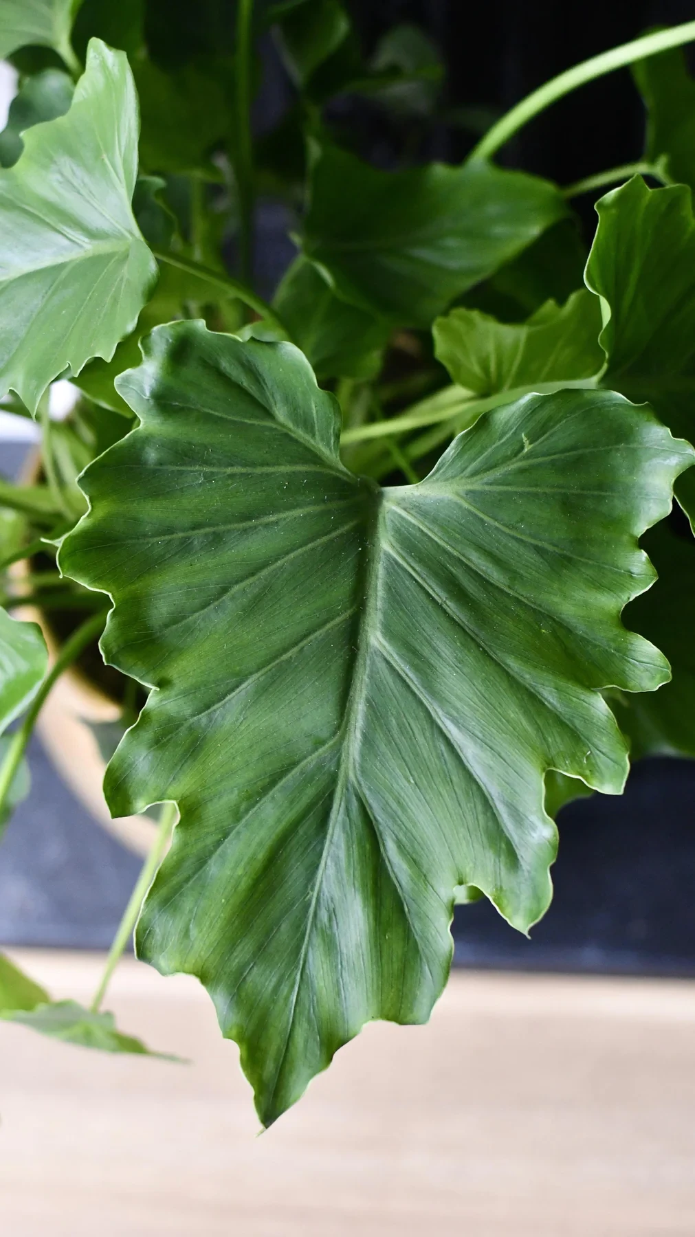 Philodendron bipinnatifidum - philodendron hope