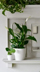 Spathiphyllum verdi, peace lily 12cm x 40cm