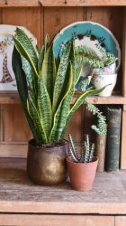 Sansevieria laurentii, variegated snake plant or mother-in-law's tongue