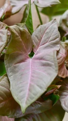 Syngonium podophyllum 'red heart' & brussels pot