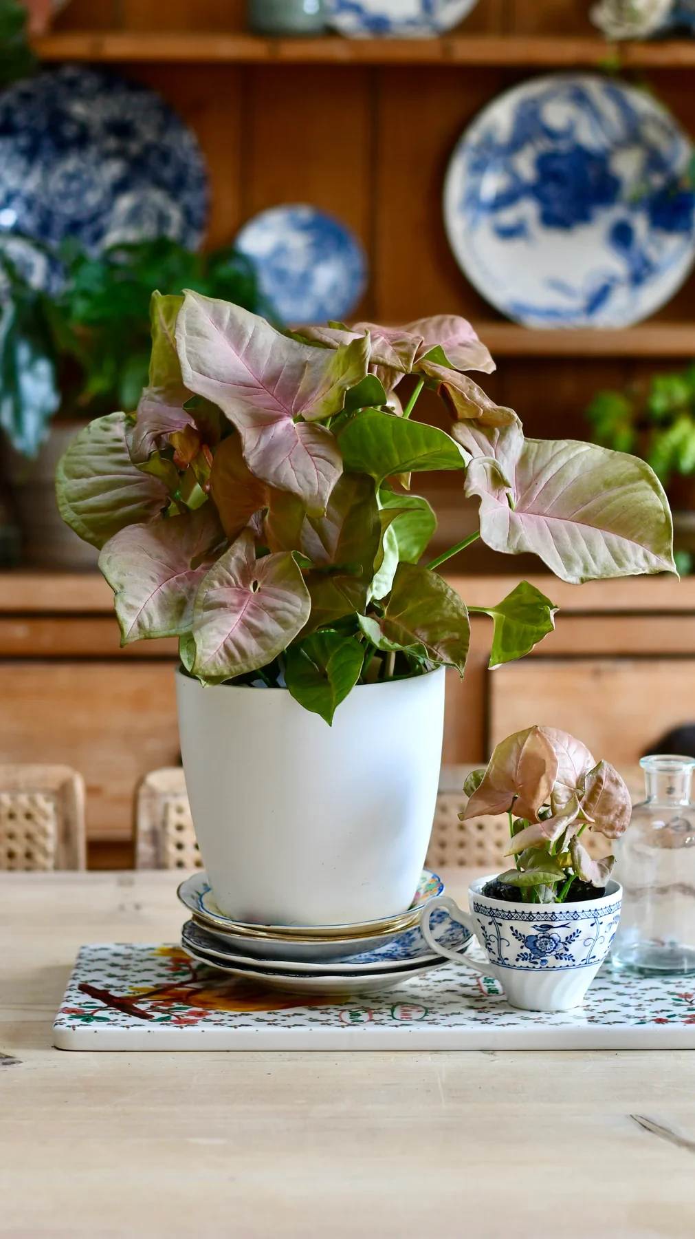 Syngonium podophyllum 'red heart' & brussels pot