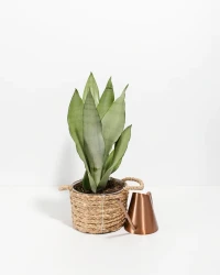 Sansevieria moonshine