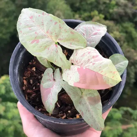 Syngonium Milk Confetti