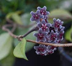 Hoya Pubicalyx  -  Royal Hawaiian Purple