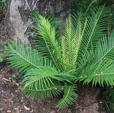 Blechnum Silver Lady