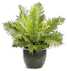 Blechnum Silver Lady