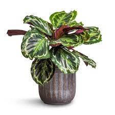Calathea Medallion