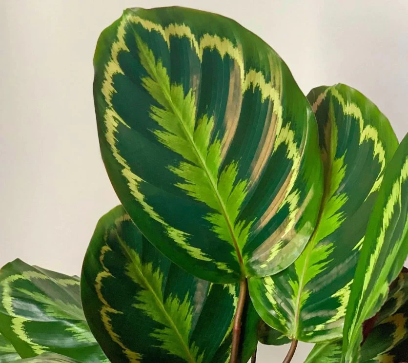 Calathea Medallion