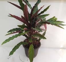 Calathea Rufibarba