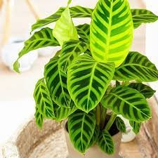 Calathea zebrina