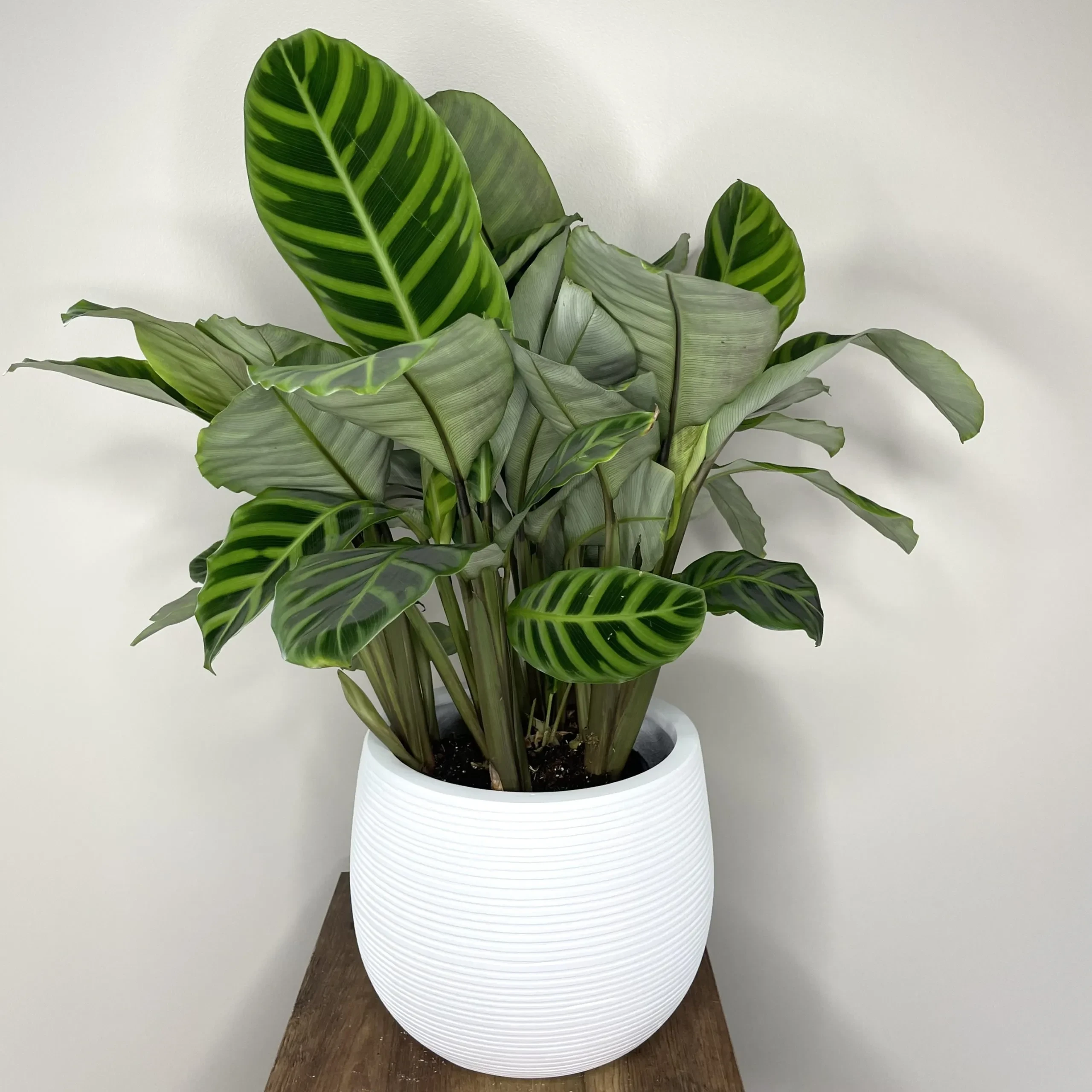 Calathea zebrina