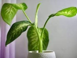 Dieffenbachia