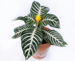 Aphelandra