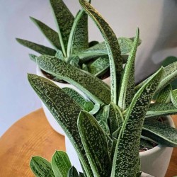 Gasteria