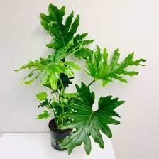 Philodendron Hope