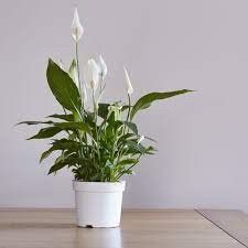 Spathiphyllum Chopin